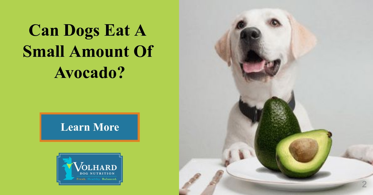 what fruit can labradors eat