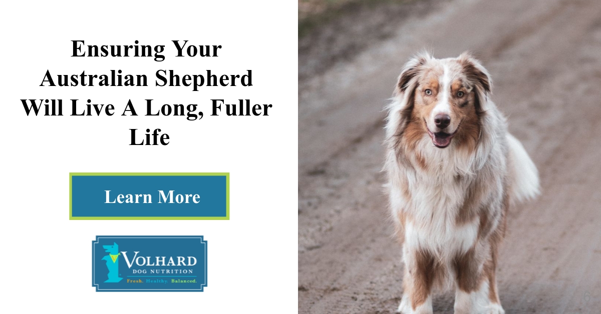 A Guide to Owning an Australian Shepherd - PetHelpful