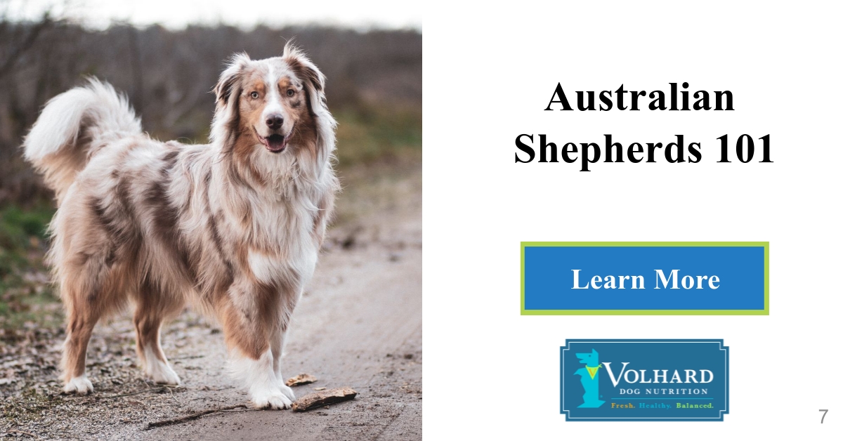 Ensuring Your Australian Shepherd Will Live a Longer, Fuller Life ...
