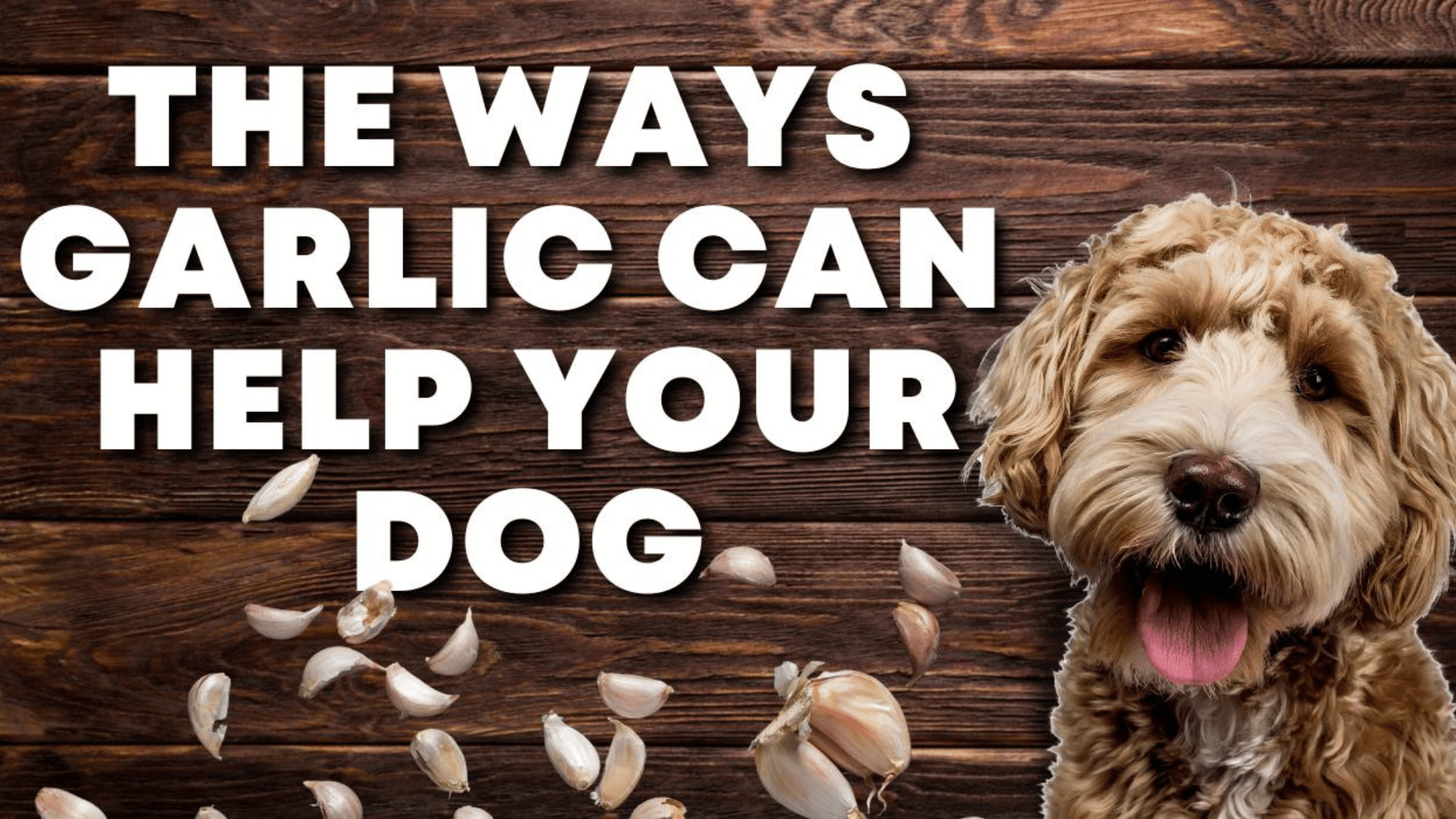 Busting the Myth of Garlic Toxicity for Dogs Volhard Dog Nutrition