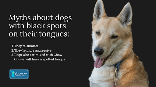 What Are Those Black Spots on a Dog's Tongue, Anyway? – American