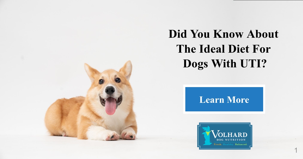 what causes urinary tract infections in dogs