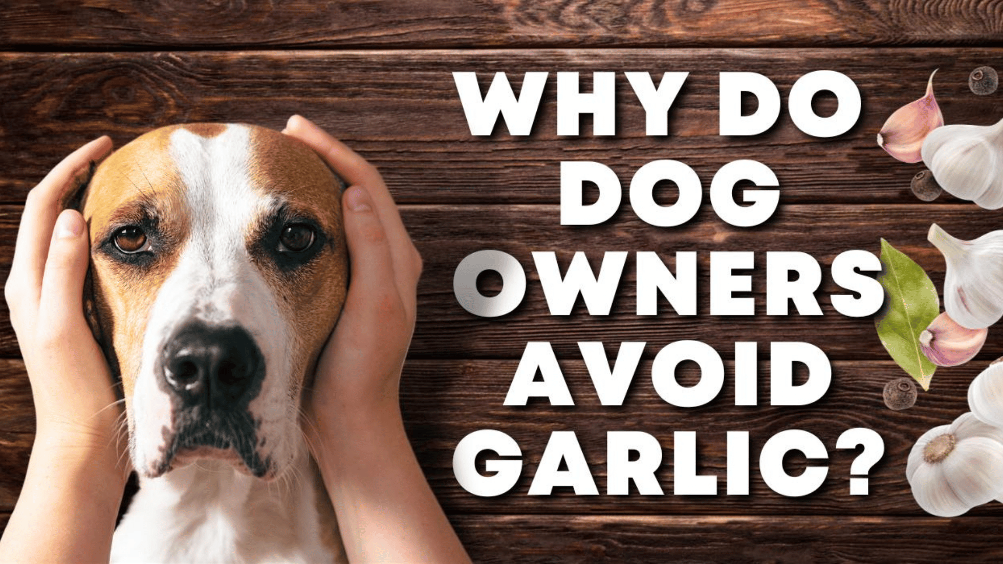 Is garlic bad for dogs best sale